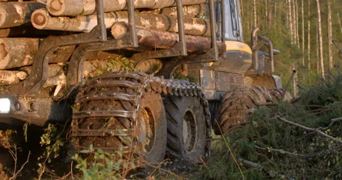 The logging machine transports the trunks of the cutting trees to storage site Stock Footage 105979565