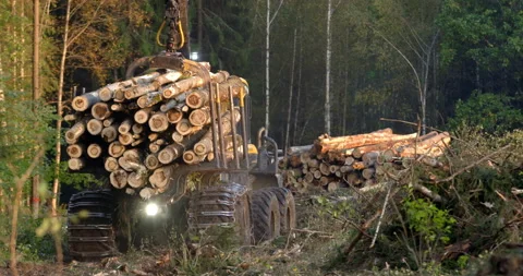 The logging machine transports the trunks of the cutting trees to storage site Stock Footage 105979624
