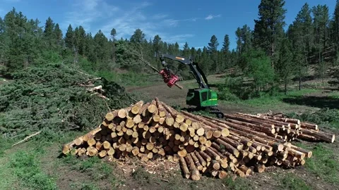 Logging machine with trees Stock Footage 194164834
