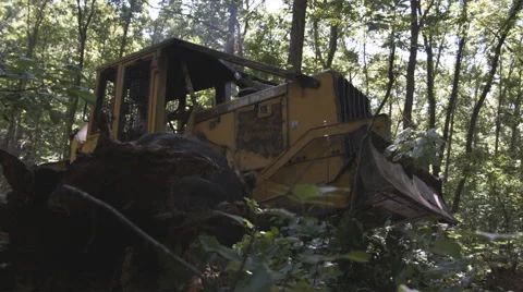 Logging Machine in woods Stock Footage 63013277