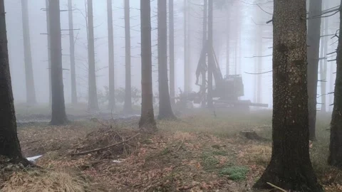 Logging machine working in a foggy forest during early morning. Tall tree Stock Footage 331675314