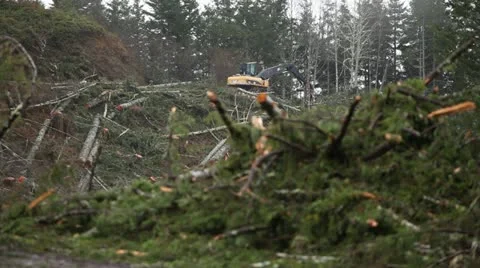 Logging Machinery Moves Trees Stock Footage 10981655
