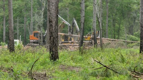 Logging machines load harvested timber on to semi trailer Stock Footage 75472141