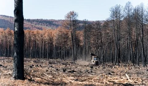 Logging maching working after huge fire in the forest Stock Photos