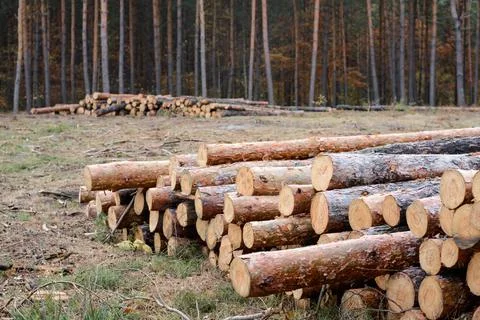 Logging in the old pine forest Stock Photos