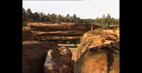 Logging Operation and Woodchip Mill, Tasmania, Australia (1998) Stock Footage 310870446