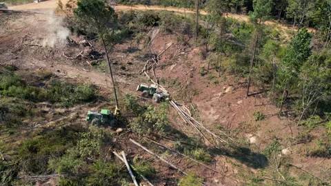 Logging Operation - Deforestation Aerial View Stockbeeldmateriaal 248156894