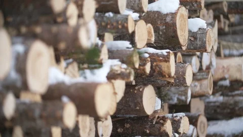 Logging operation logs in pile Stock Footage 114179937