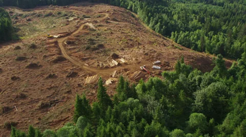 Logging operation in Oregon forest, aerial shot Stock Footage