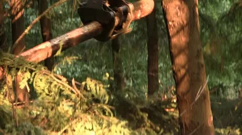 Logging operation in Oregon forest Stock Footage