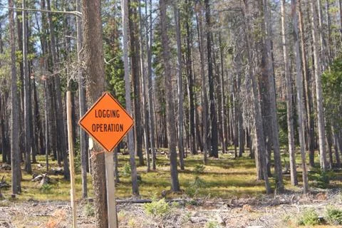 Logging Operation Stock Photos