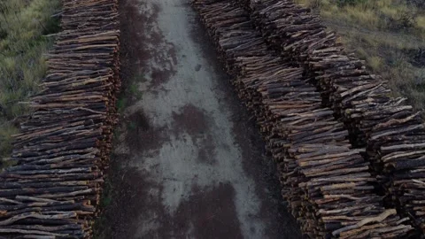 Logging operations and logistics of Tatoi deforested area Stockbeeldmateriaal 248455041