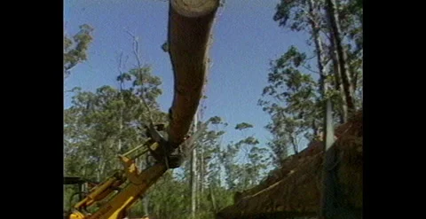 Logging Operations and Woodchip Mill in Tasmanian Forests (1984) Stock Footage 310485593