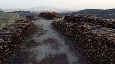 Logging operations depository after 2021 Athens wildfires Stockbeeldmateriaal 248459239