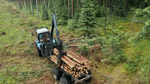 Logging or agricultural needs. Deforestation for sawn wood. Stock Footage 238014630