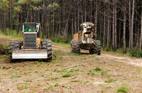 Logging Stock Photos