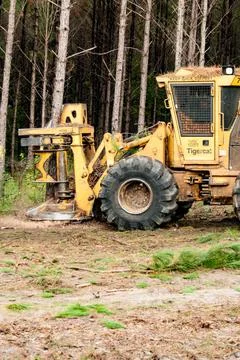 Logging Stock Photos