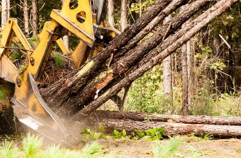 Logging Stock Photos