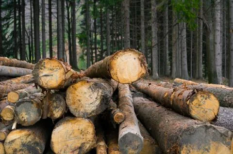 Logging - pile with cutted trunks Stock Photos