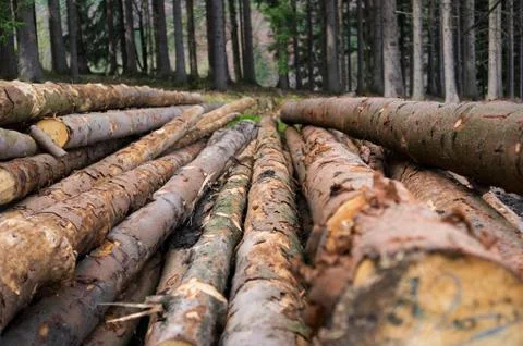 Logging - pile with cutted trunks Stock Photos