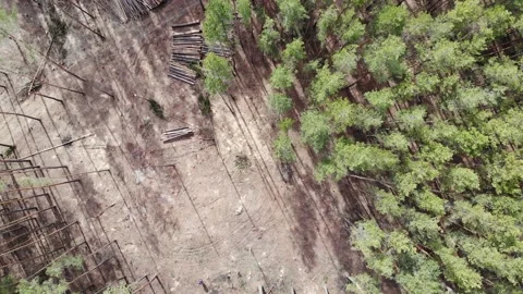 Logging In Pine Forest Aerial Top View Stock-Footage 135912044