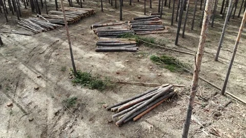 Logging In Pine Forest Drone View Video stock 135915228
