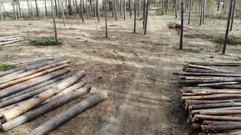 Logging In Pine Forest Stock Footage 135910229