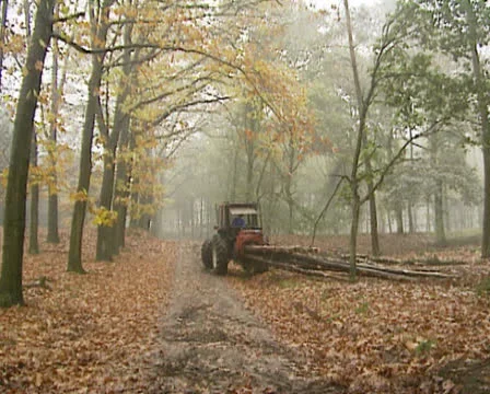 Logging in pine forest - wide shot Stock Footage 23369765