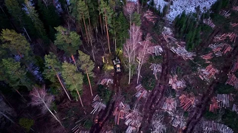Logging process in a forest with cut logs and machinery for timber harvest Stock Footage 333414917