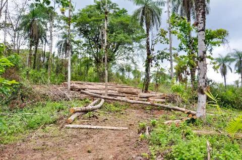 Logging in the rainforest  Stock Photos