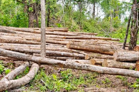 Logging in the rainforest  Stock Photos