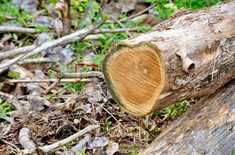 Logging in the rainforest Stock Photos