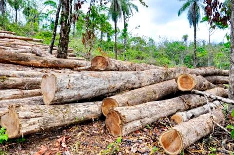 Logging in the rainforest  Stock Photos