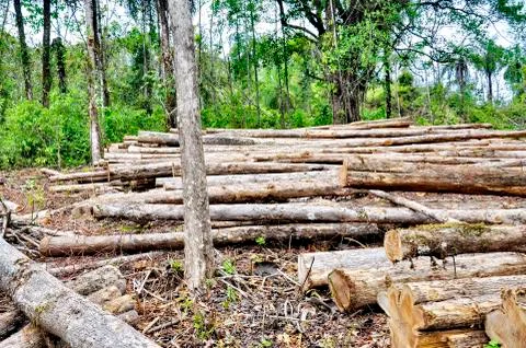 Logging in the rainforest  Stock Photos