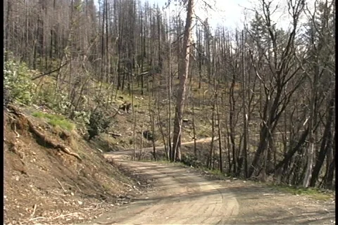 Logging Road 01 Stock-Footage 356718