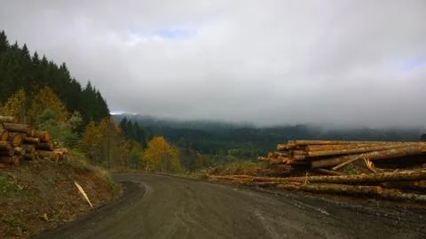 Logging Road in  a cloudy Oregon Forest Stock Photos