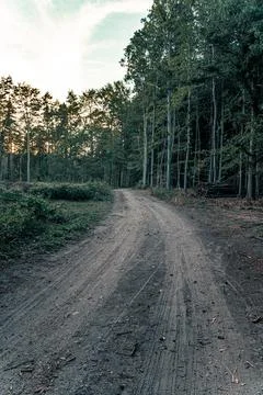 Logging road or path in the forest at dusk Stock Photos