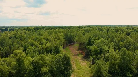 Logging road pan down Stock Footage 92036179
