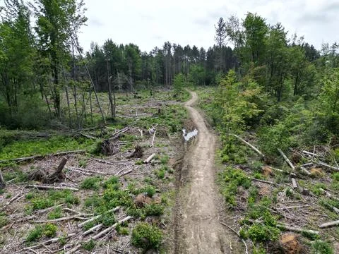Logging Road Stock Photos