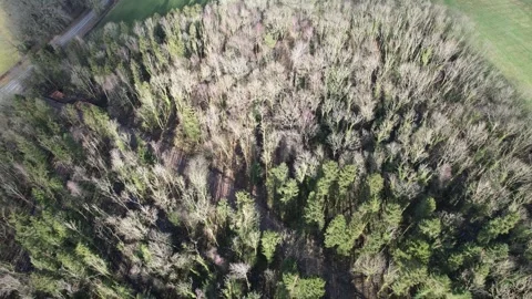 Logging road into Willscroft Wood, Forest of Dean, Gloucestershire. UK Stock Footage 303813702