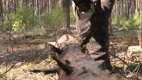 Logging - sawing pine branches and trunks with a chainsaw Stock Footage 203417237