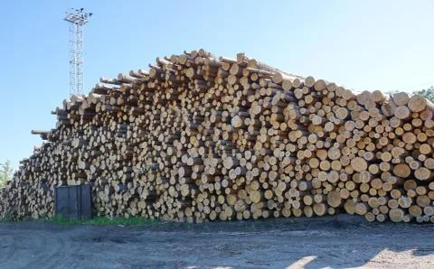 Logging sending logs by rail pine logs raw materials for processing Stock Photos