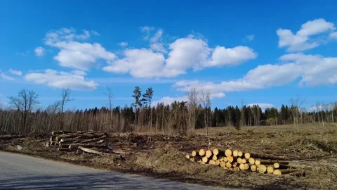 Logging takes place in a forest area with blue sky and clouds during the afterno Video stock 333441248