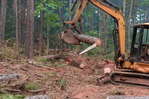 Logging takes place in forest area during deforestation using heavy machinery Stock Photos