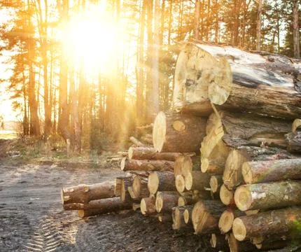 Logging, thick logs lie in the forest against the backdrop of a sunset, copy Photos