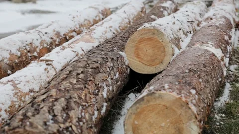 Logging timber for wood industry in winter. Log trunks pile covered with snow in Stock Footage 164868769