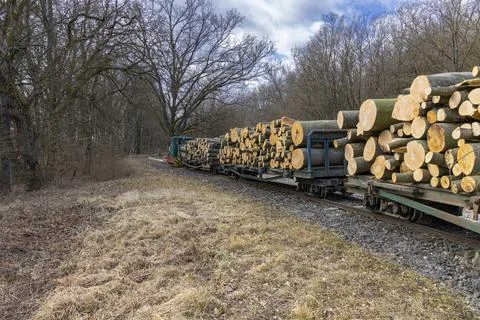 Logging train transporting wood logs through Pordefolde forest Foto stock