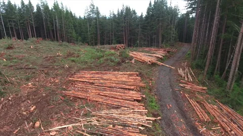 Logging on Tree Farm Stacked Trees Aerial Stock Footage 63764209