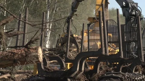 Logging trees and using the waste to create chipping mulch for recycling Stock Footage 138939319