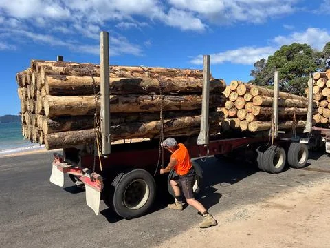 Logging truck driver secure logs Stock Photos
